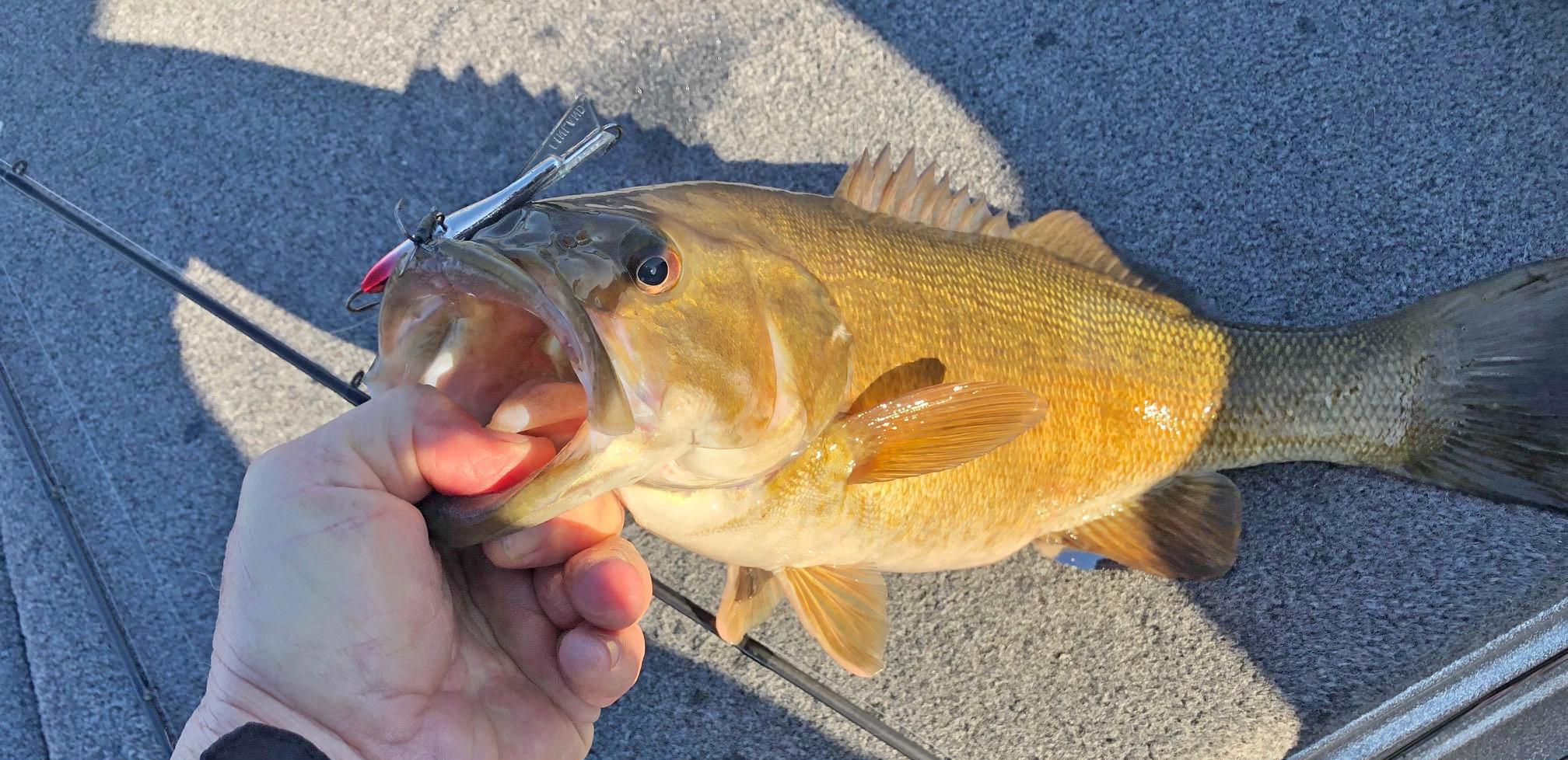 More information about "Table Rock Lake Current Fishing Report Cow Creek to Kimberling City"