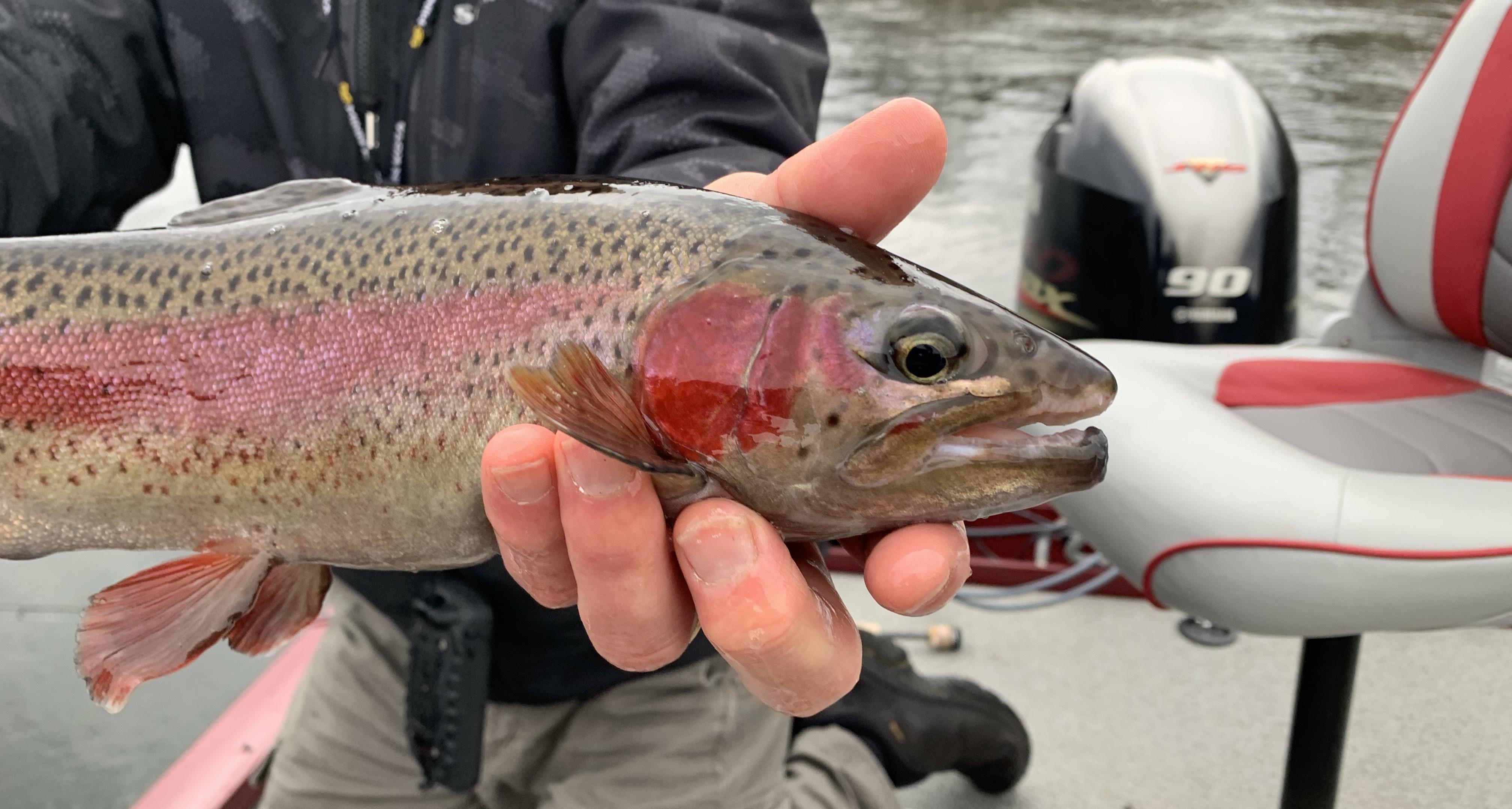 More information about "Lilley's Lake Taneycomo Fishing Report, December 10"