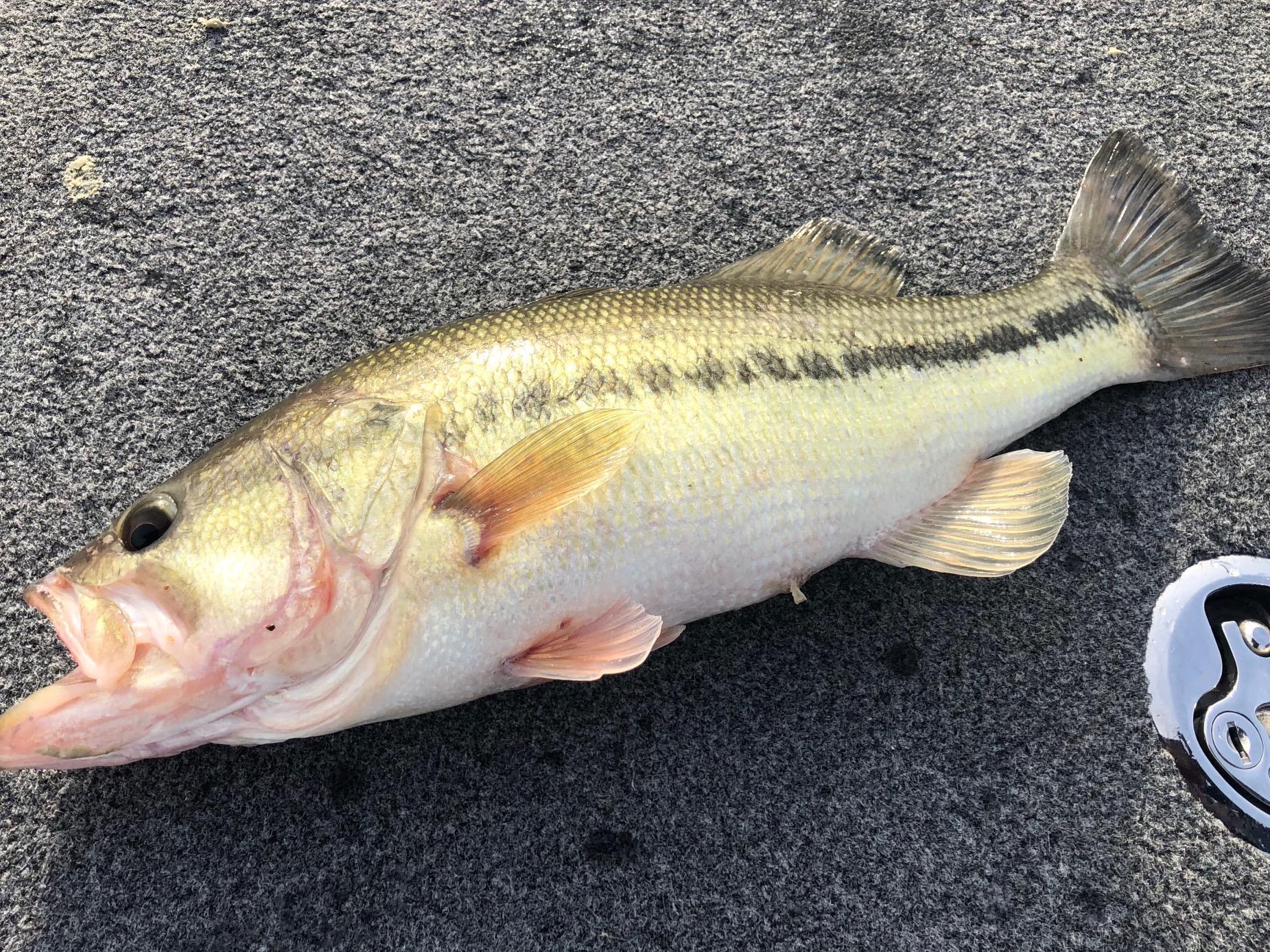 More information about "2-22-20 White River Table Rock Lake Current Report"