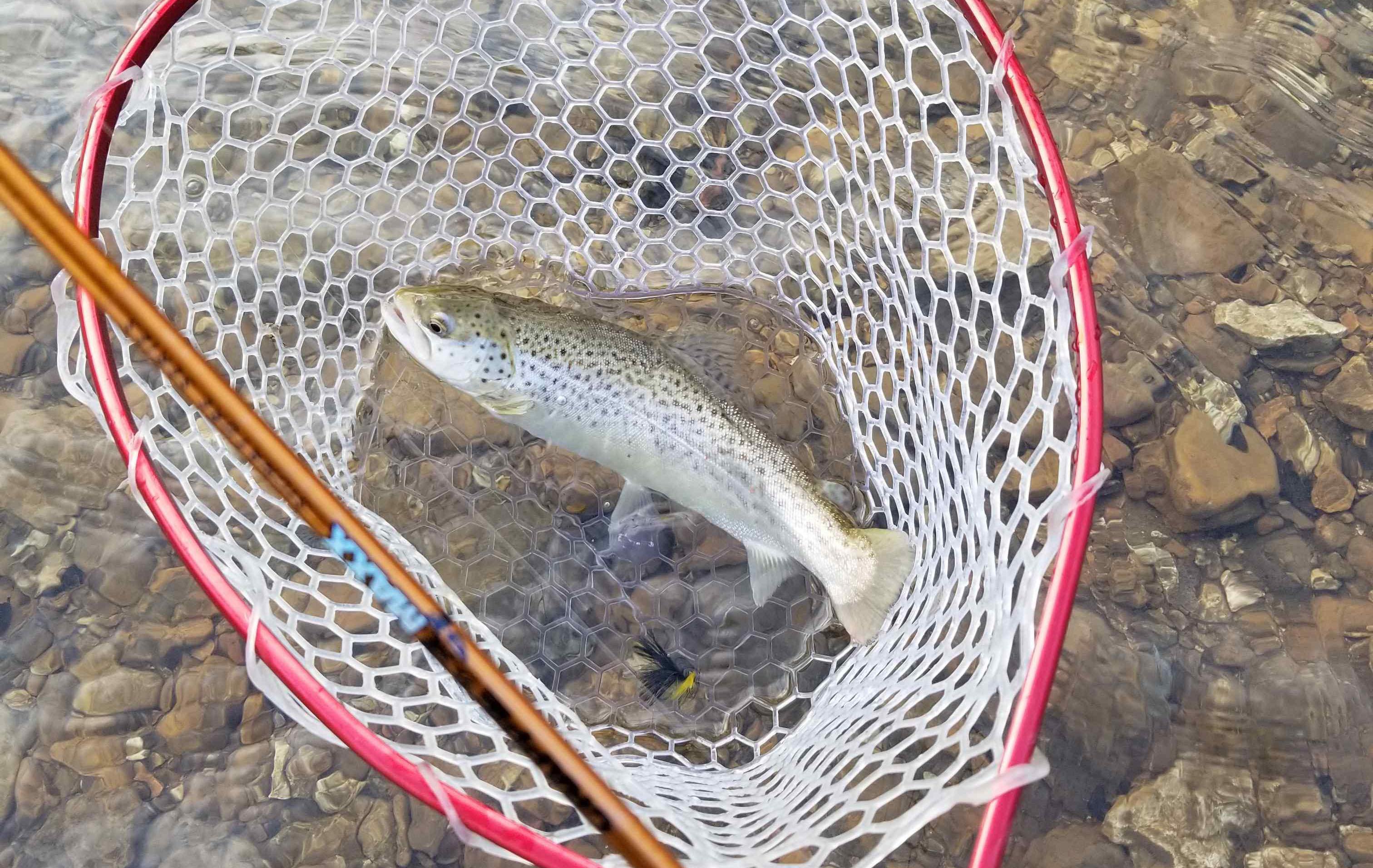 More information about "First time at Cardiac."