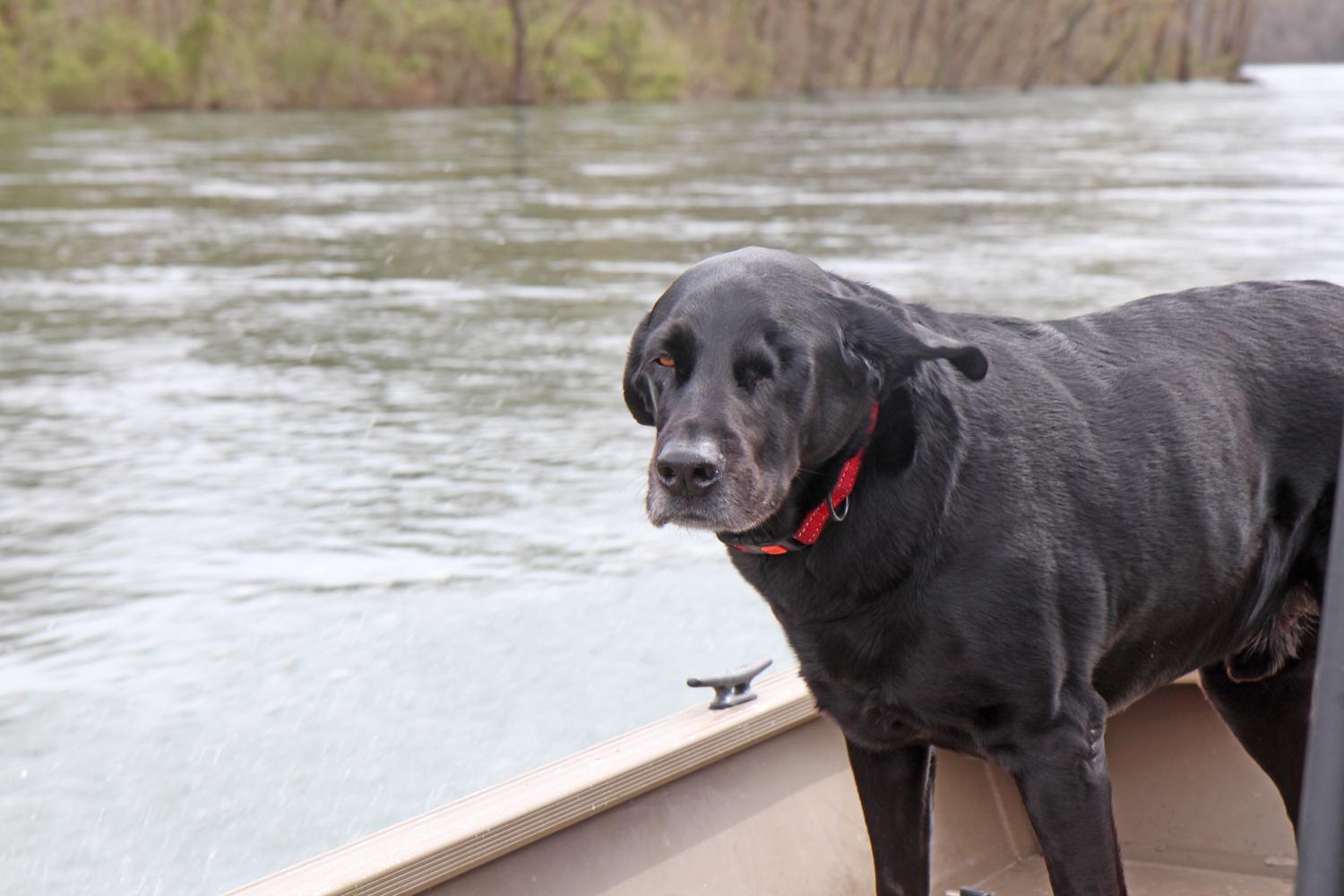 More information about "Lilley's Lake Taneycomo Fishing Report, March 23"