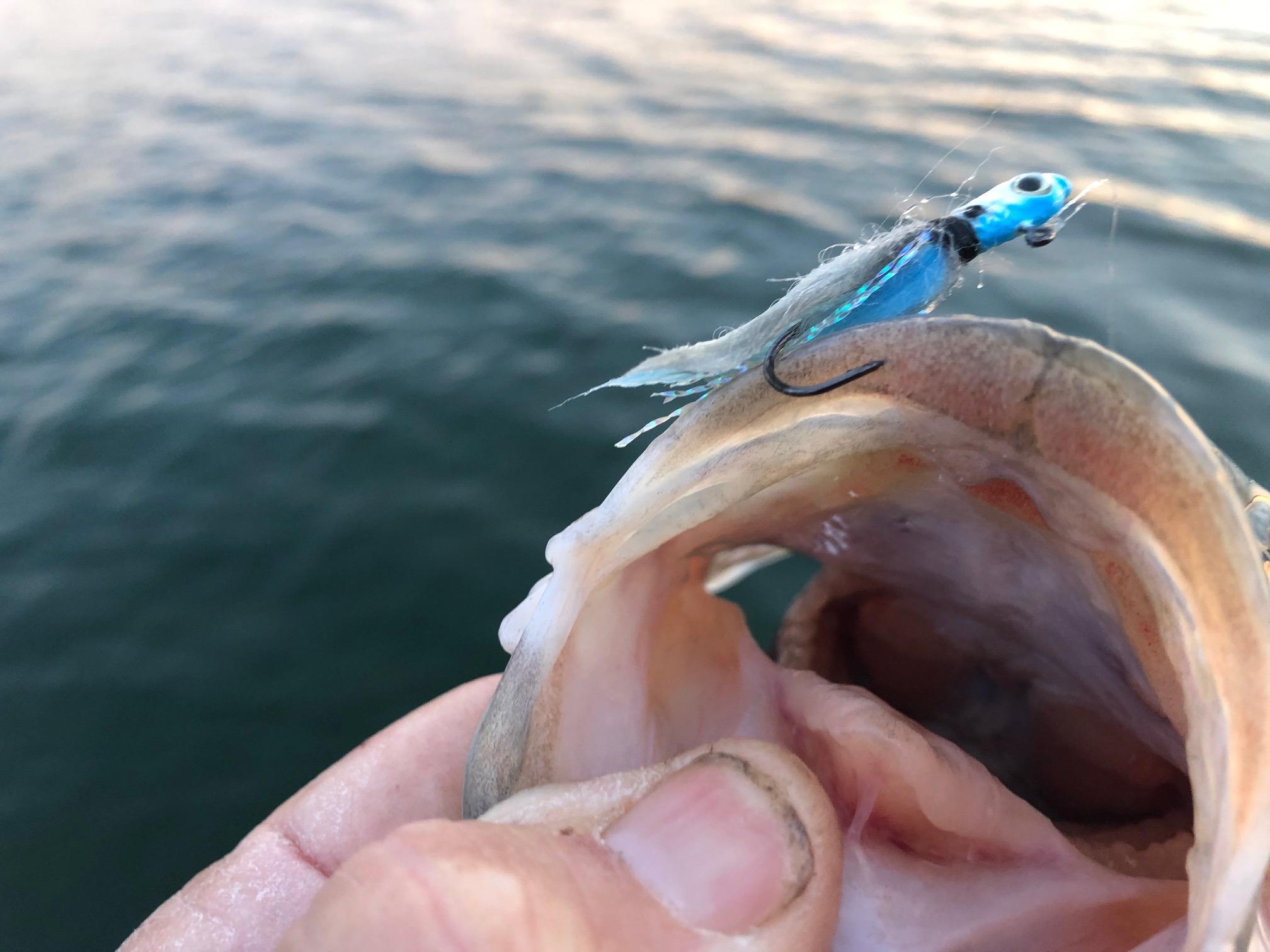 More information about "Kimberling City March 3rd. Float-n-Fly"