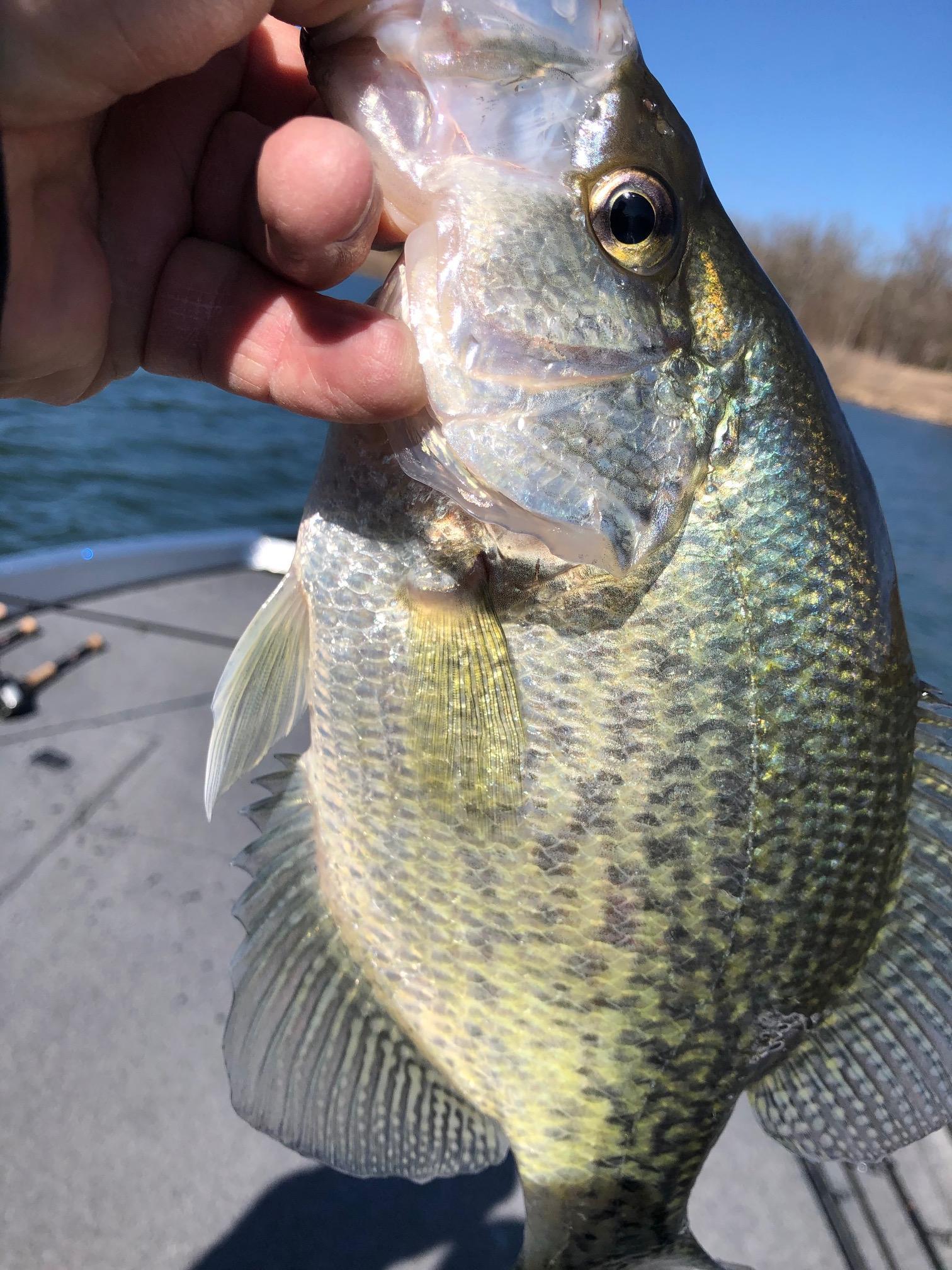 More information about "Bucks Rushed the Bank this Afternoon"