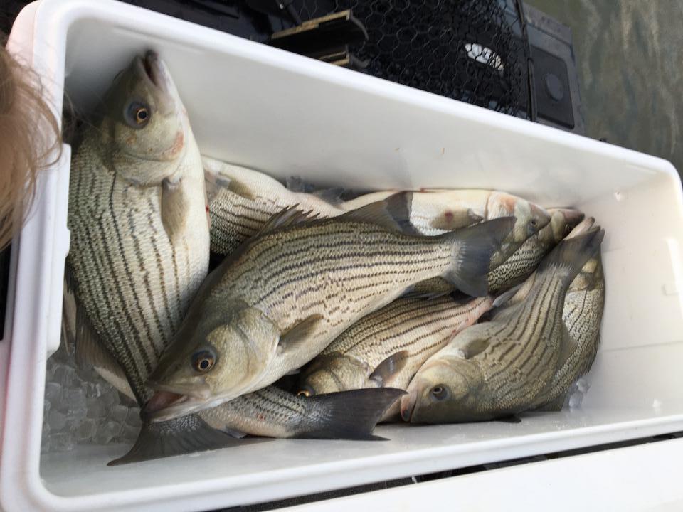 More information about "Topwater has begun"