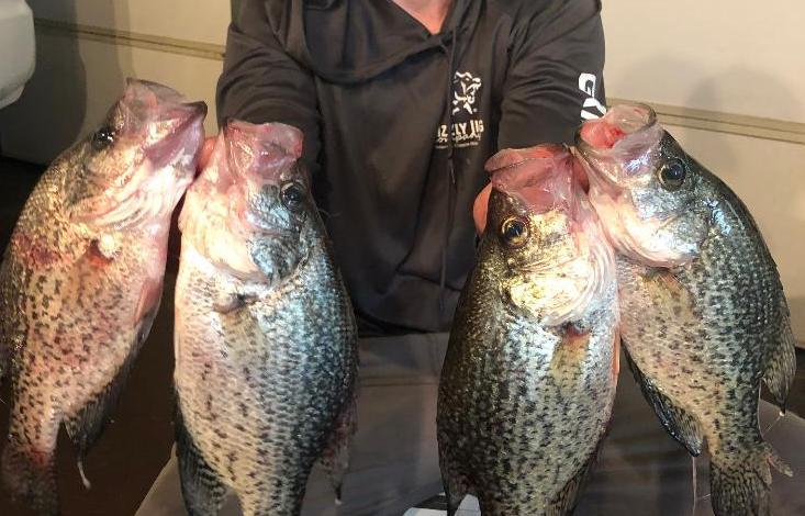 More information about "Little late 6/6/20 crappie"