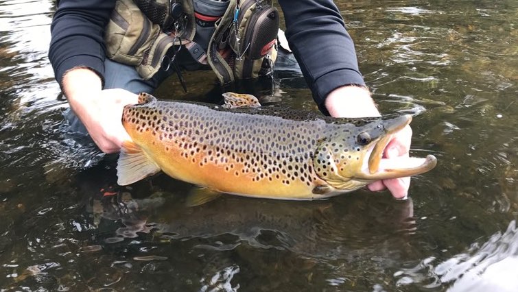 More information about "Lake Taneycomo fishing report, September 27"