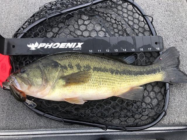 More information about "12-31-20. Big Cedar area report"