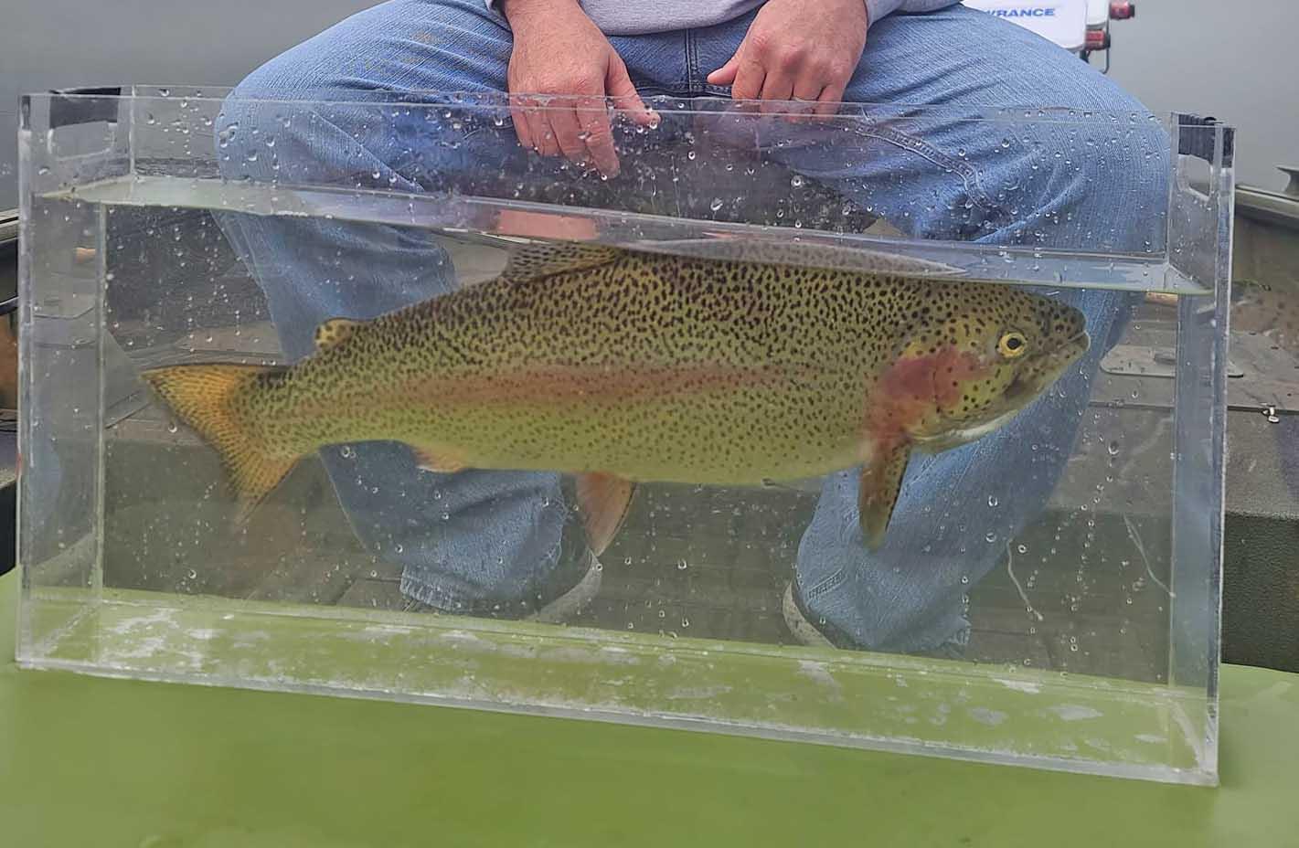 More information about "Seasonal Oxygen Issues & Handling Trout, Lake Taneycomo"