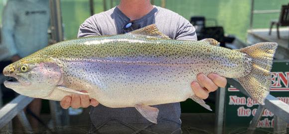 More information about "Lilley's Lake Taneycomo fishing report, July 1"